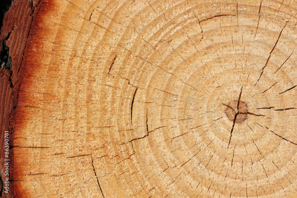 Fototapeta premium Pnia drzewa