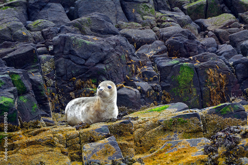 Grey seal pup, Farne Islands Nature Reserve, England