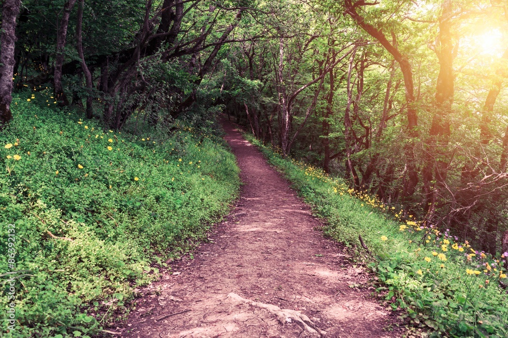 Fototapeta premium Pathway in the forest