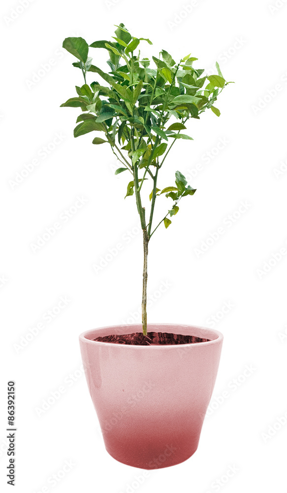 Orange tree in pot on white background Orange tree in pot on white background