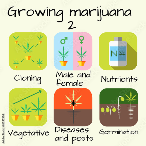 Marijuana growing concept. Icon set. Cloning, vegetative, diseases and pests, germination, nutrients, male female plants. Flat style design vector illustration.