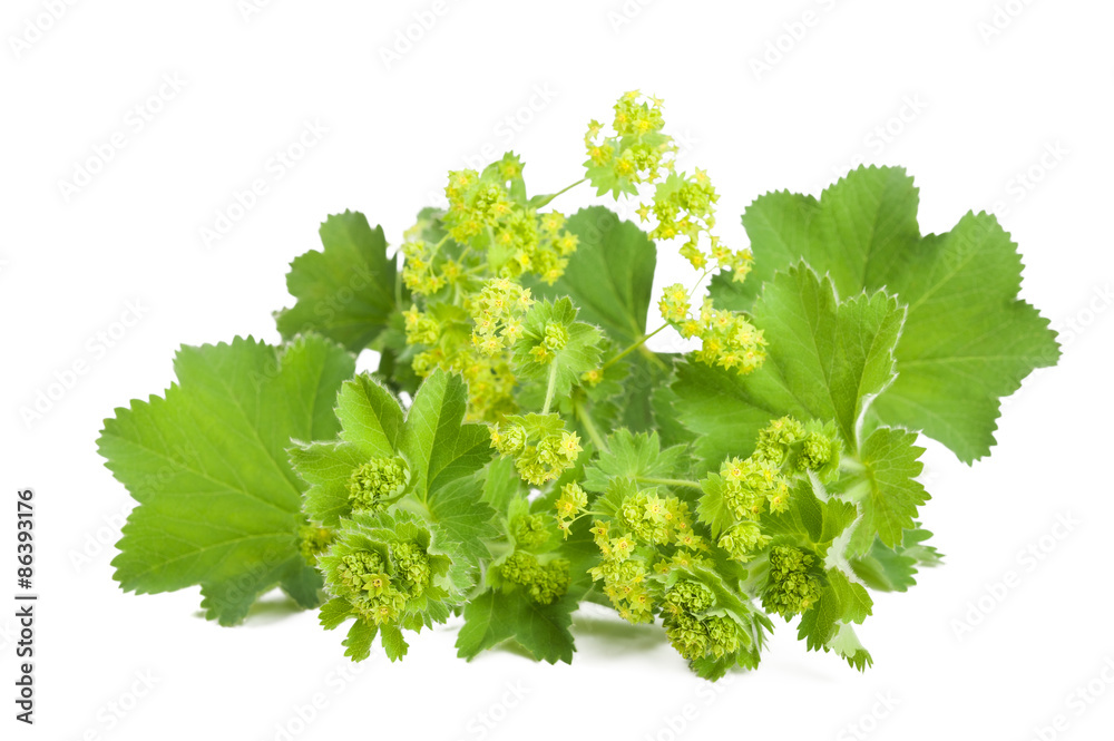 Lady's Mantle isolated on white Lady's Mantle isolated on white