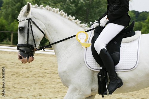 Head of a award-winning horse in the arena. First prize rosette in a dressage horse's head