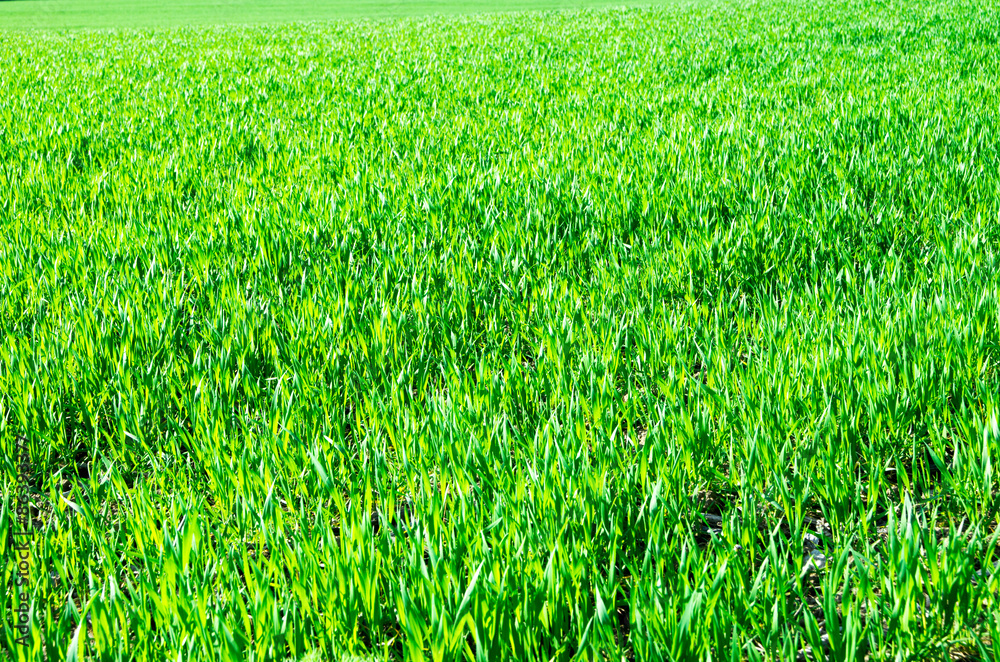 Obraz premium Green lawn