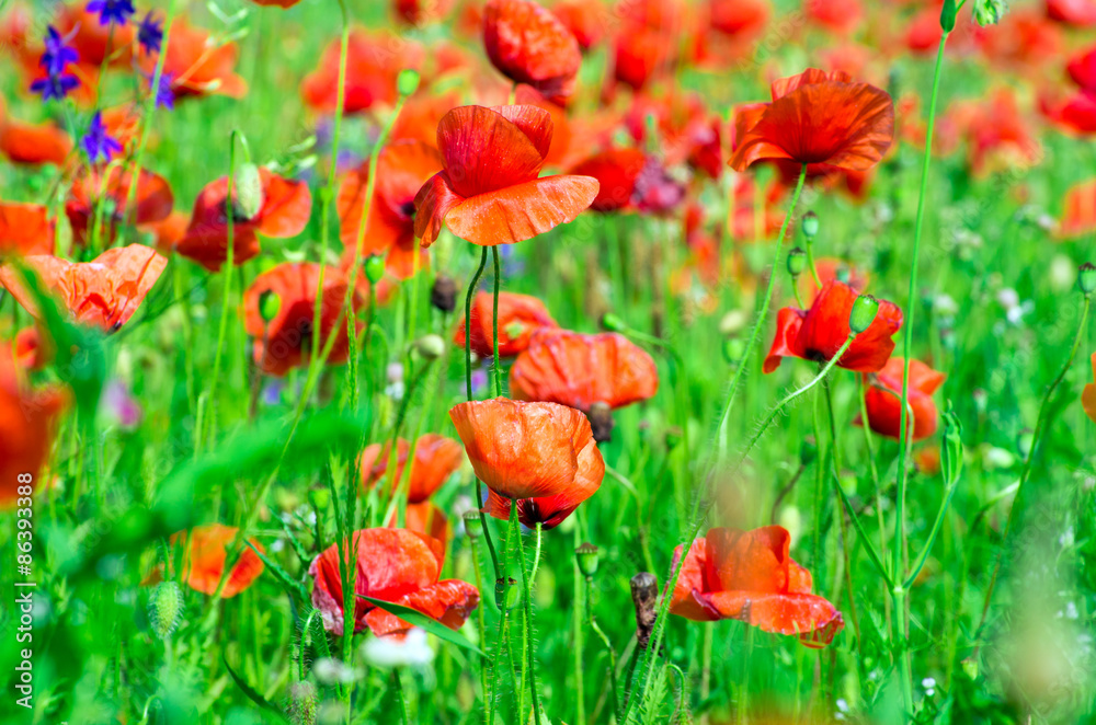 Naklejka premium poppy flowers