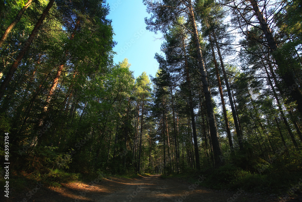 forest landscape in summer europe pine