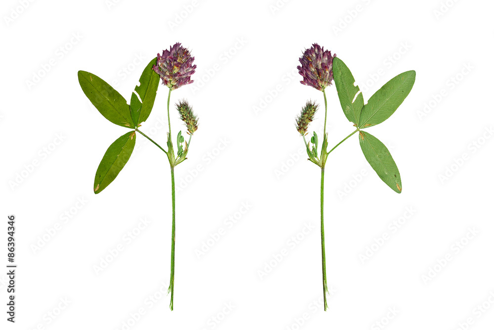 Pressed and Dried flower  red clover or trifolium pratense  . Is