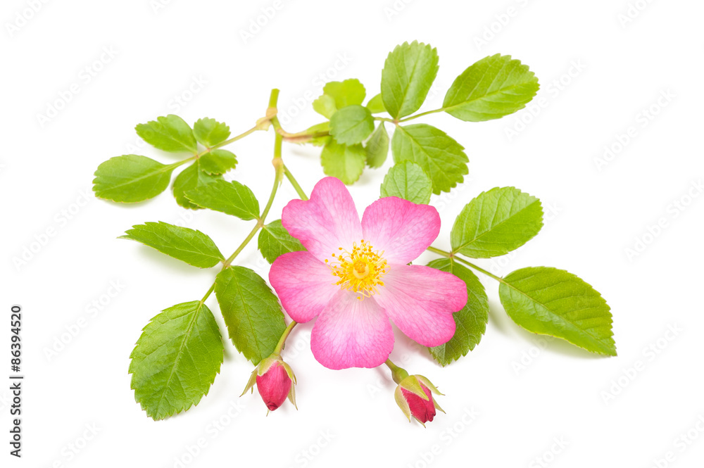 Dog rose isolated on white