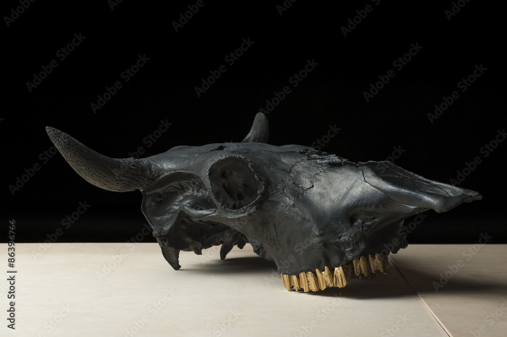 Obraz premium Black bulls skull