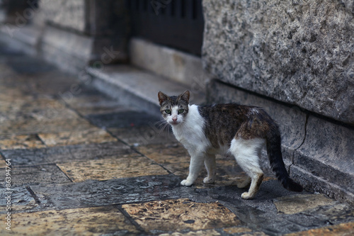 Canvas Print wild cat walking on the street