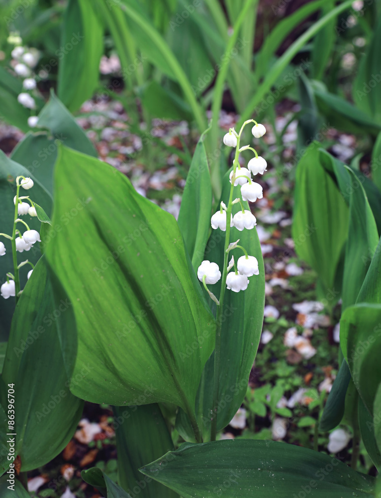 Fototapeta premium Lily of the valley of the valley flowers