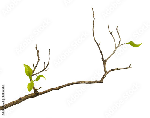 Obraz na płótnie Branch with leaves