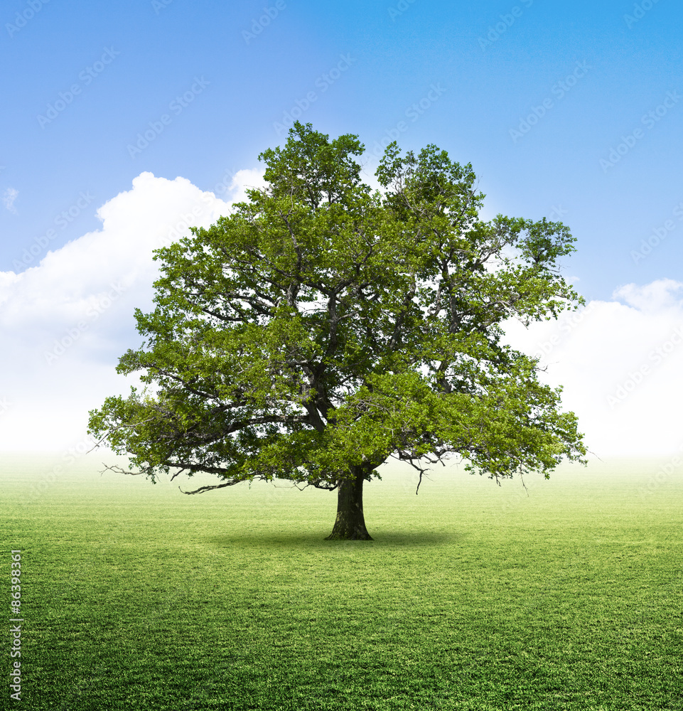 Fototapeta premium Grüne Eiche
