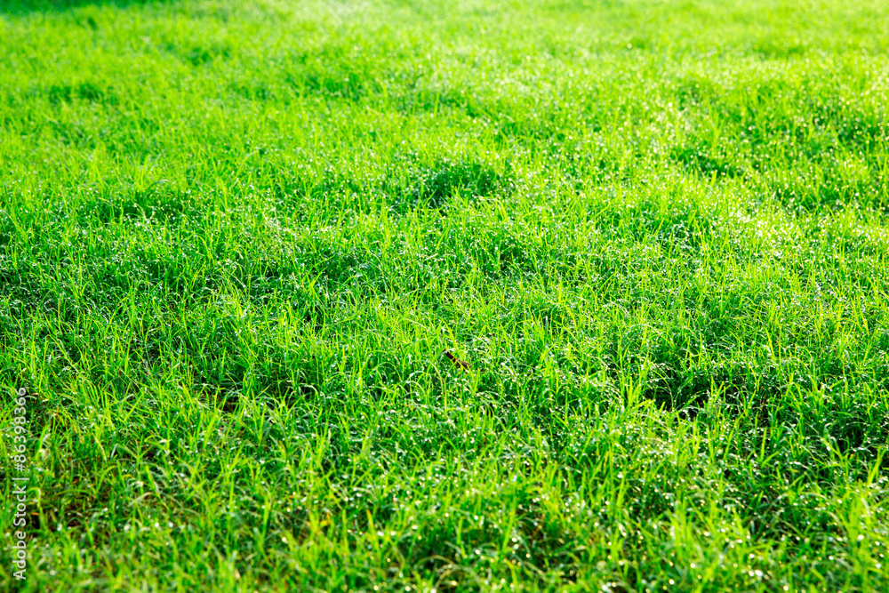 Green lawn Green lawn