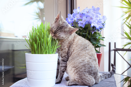 Nice cat sitting on the balcony with pot of grass photo