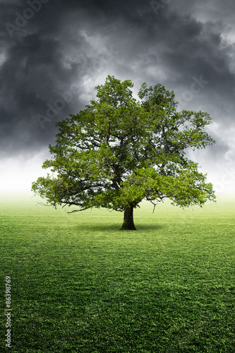 Knorrige Eiche vor Gewitterhimmel