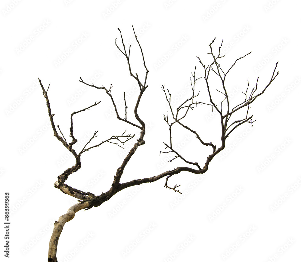 Obraz premium dry branch