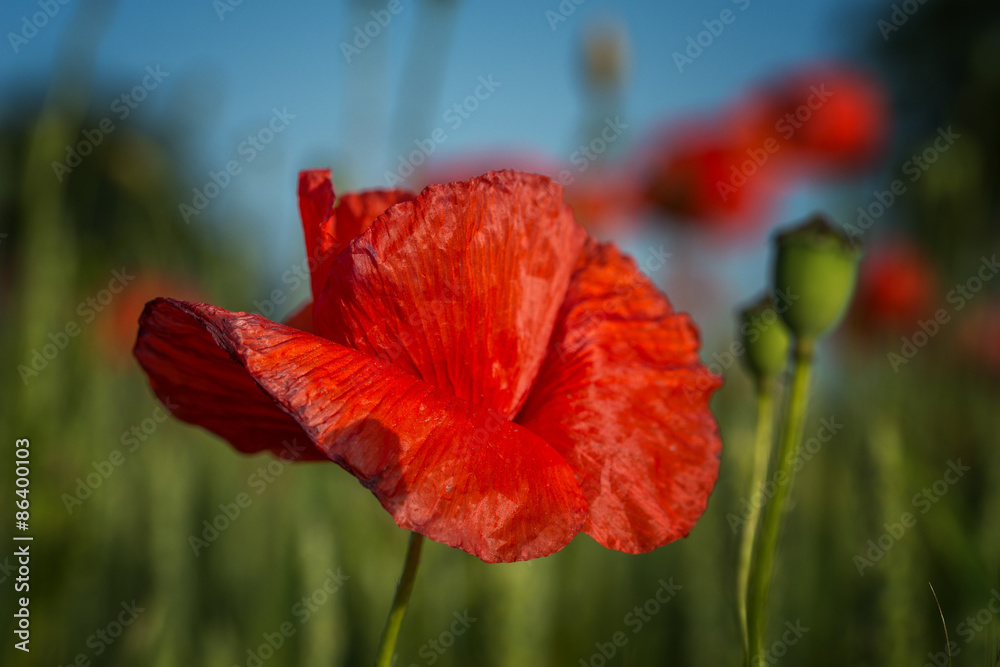 Naklejka premium Mohnblüte