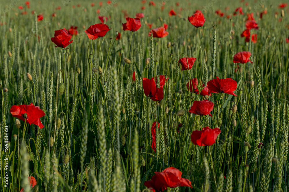 Fototapeta premium Mohnblütenfeld