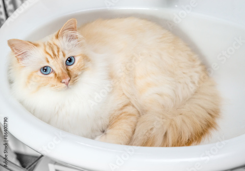 Katze (Heilige Birma) im Waschbecken
