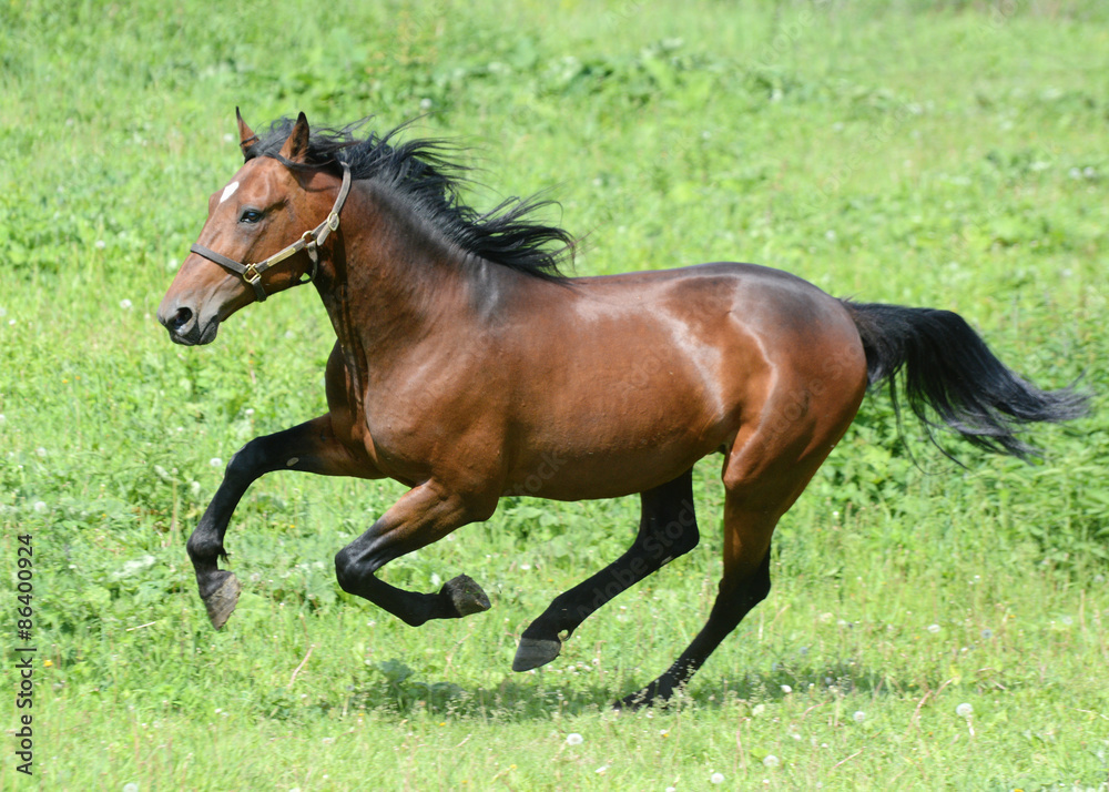 Fototapeta premium Gallop of the bay american trotter stallion in freedom