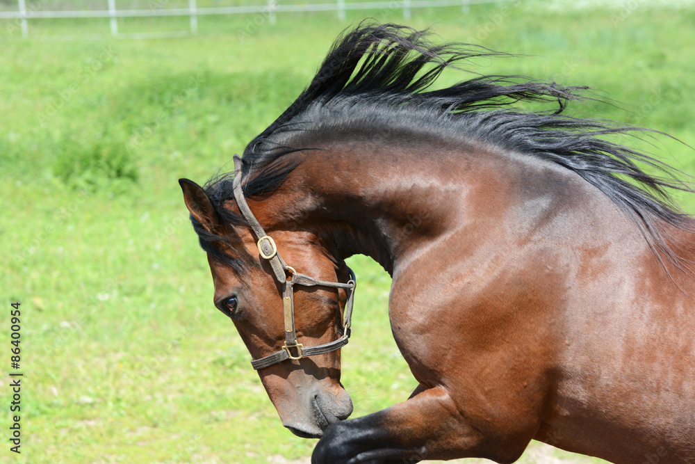 Portrait of the bay american trotter stallion in freedom Portrait of the bay american trotter stallion in freedom