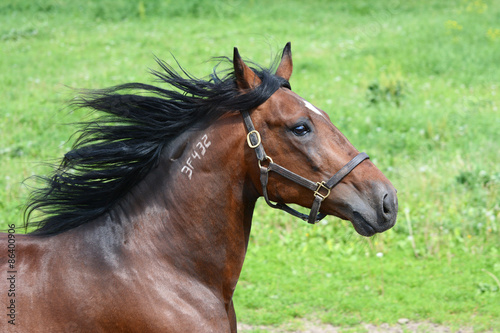 Portrait of the bay american trotter stallion in freedom