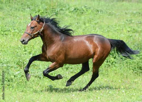 Gallop of the bay american trotter stallion in freedom