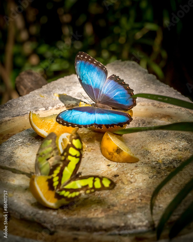 Prepona butterfly feeding on fruits photo