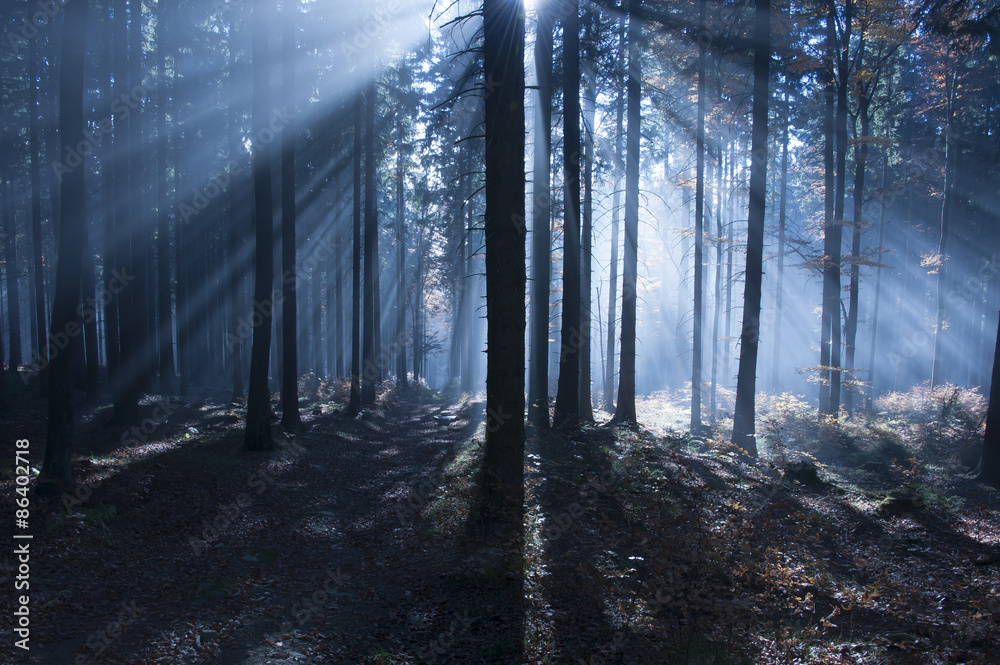 Fototapeta premium morning in forest