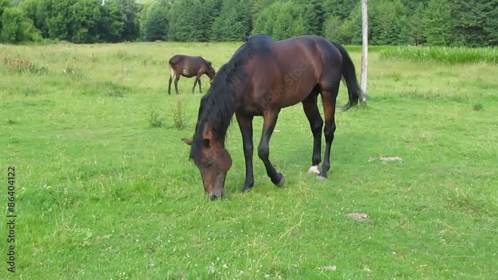 Horse on pasture.
The main power of horses is grass.
Horse on pasture.
The main power of horses is grass.