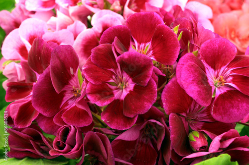 Fototapeta Naklejka Na Ścianę i Meble -  Pelargonia 