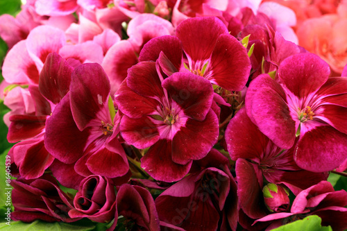 Fototapeta Naklejka Na Ścianę i Meble -  Pelargonia 