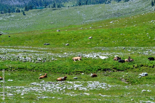 piccolo ruscello per mucche