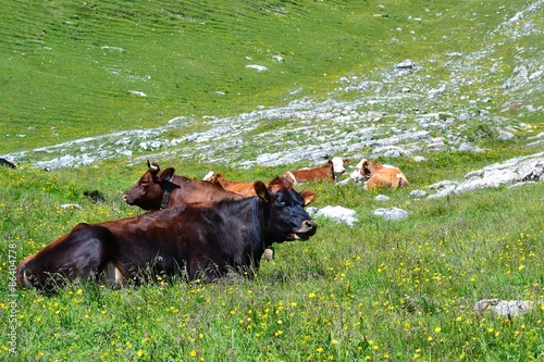 parco naturale fanes, alto adige, mucche