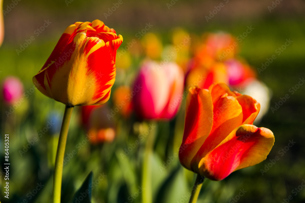 Tulpen