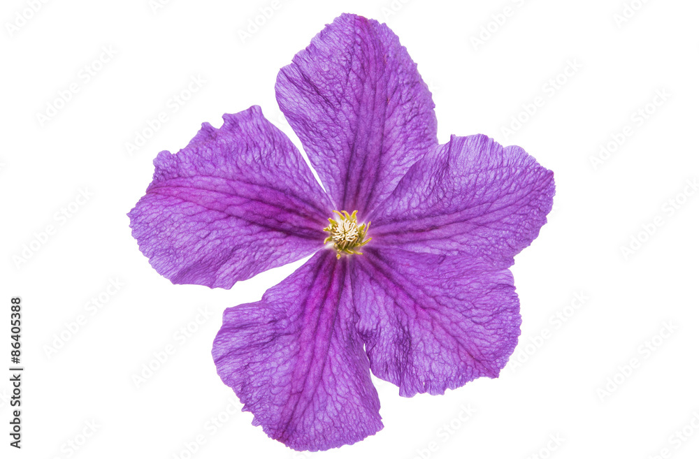 Obraz premium flower isolated