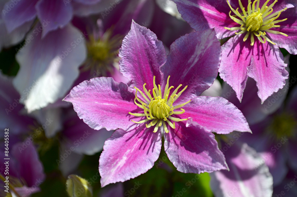 clematis flower clematis flower