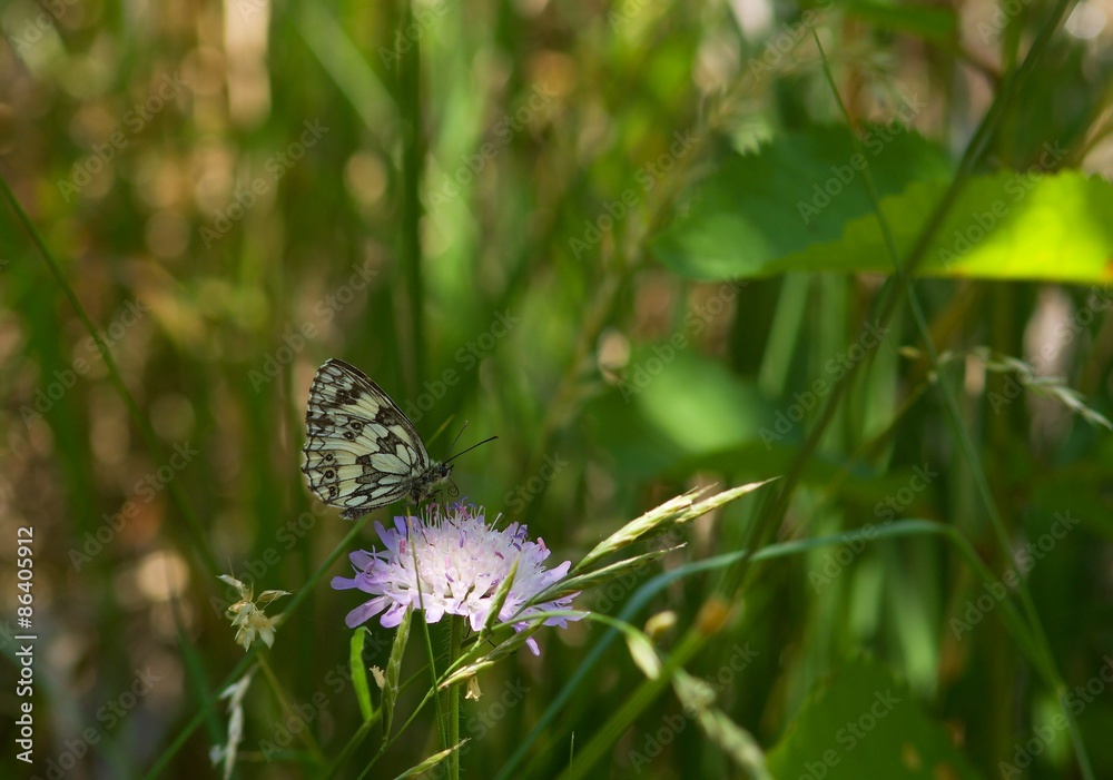 Fototapeta premium OLYMPUS DIGITAL CAMERA