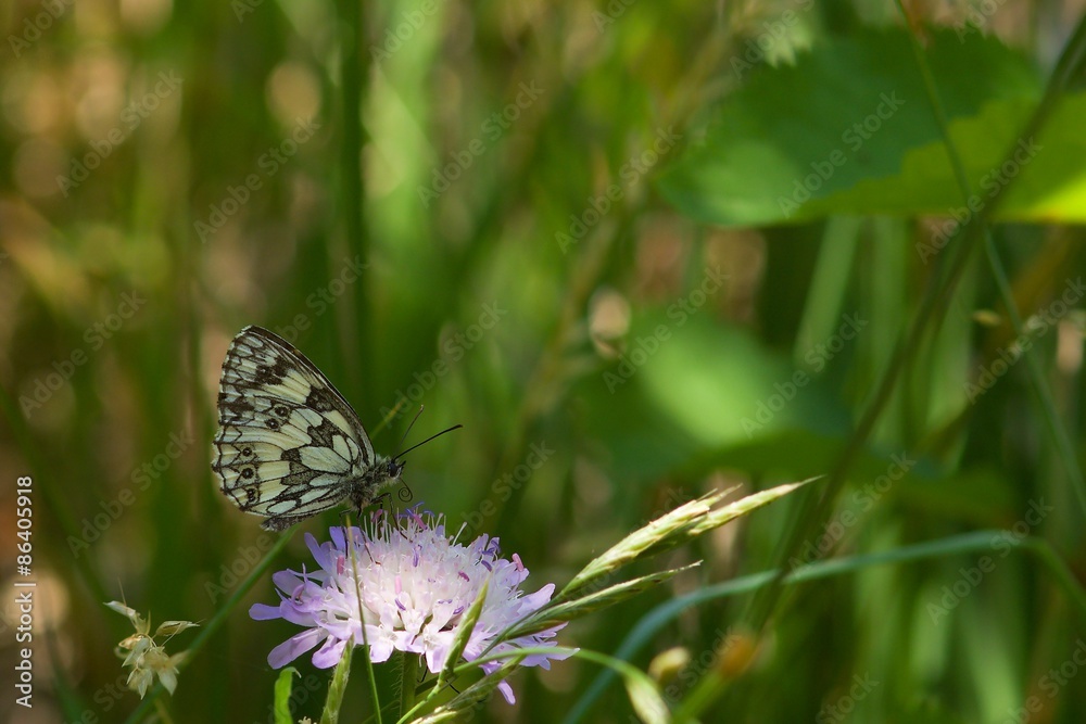Fototapeta premium OLYMPUS DIGITAL CAMERA