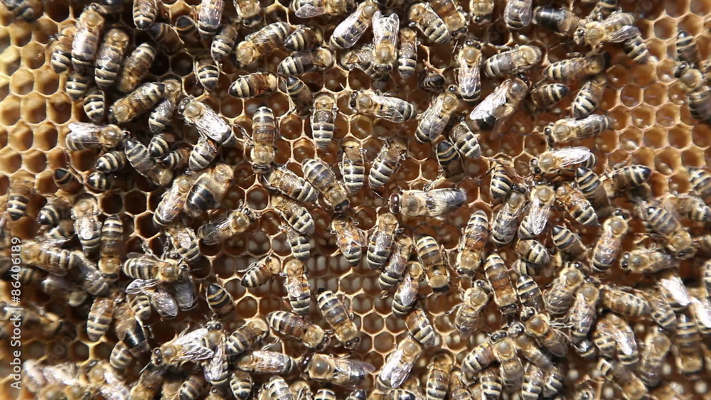 Working bees in honeycombs. Beekeeping Working bees in honeycombs. Beekeeping