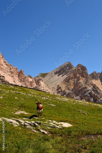 vette in montagna con una mucca