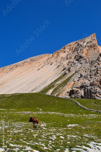 malga di fanes piccola con una mucca