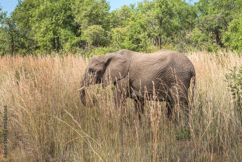 Fototapeta premium Elephant. Pilanesberg national park. South Africa. 