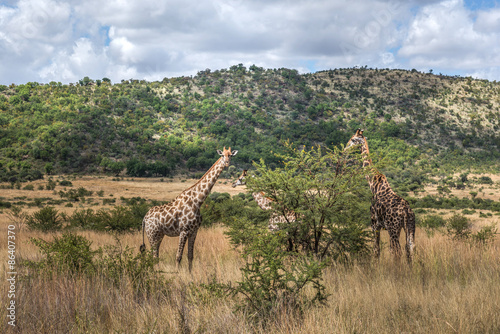 Giraffe  Pilanesberg national park. South Africa.   