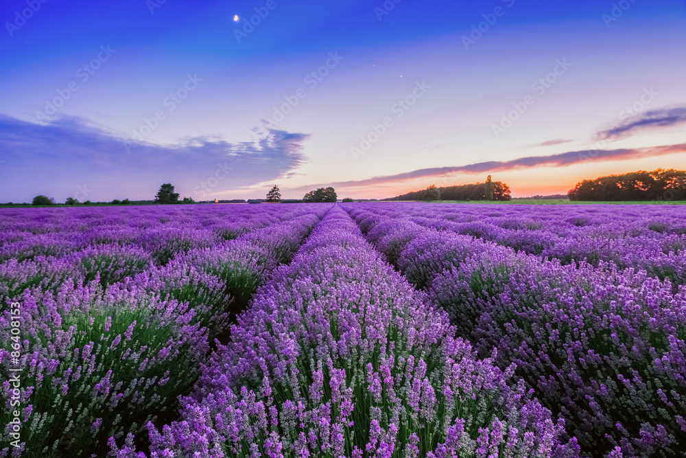 Obraz premium Wschód słońca i dramatyczne chmury nad Lavender Field