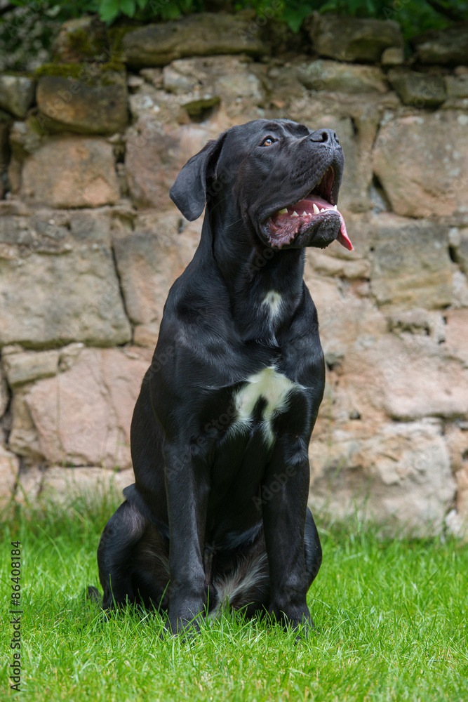 Cane Corso