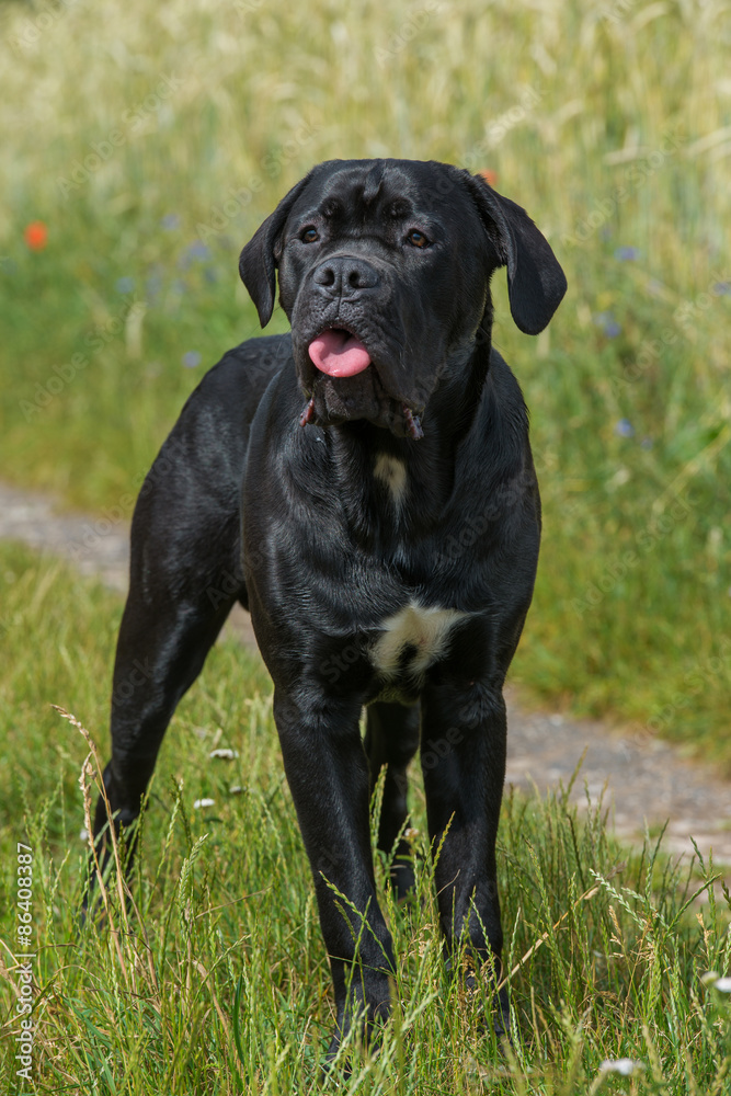 Cane Corso