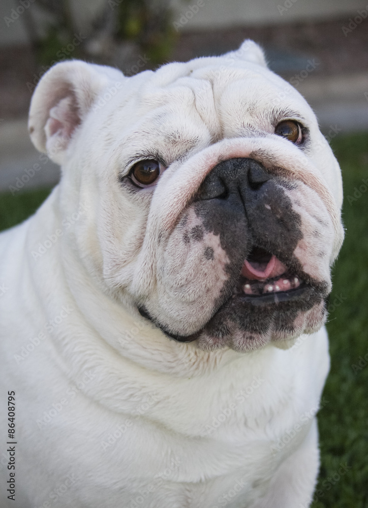 Close up head shot of a white bulldog