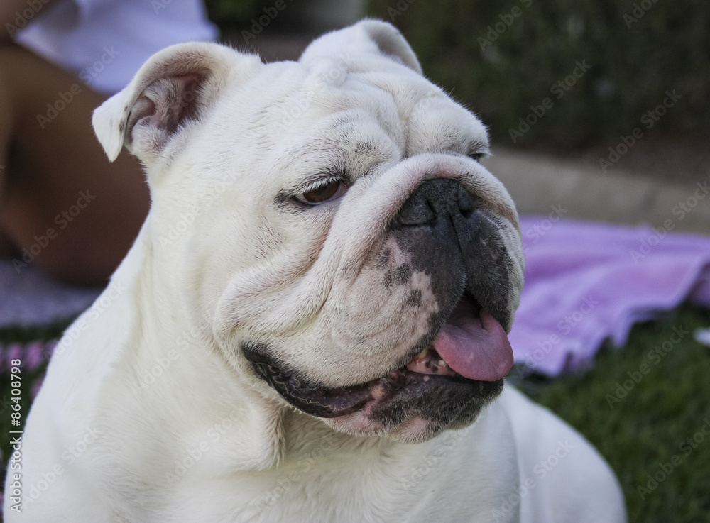 Profile head shot of a white bulldog
